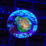 TSA Stop and Go Chalice Coral