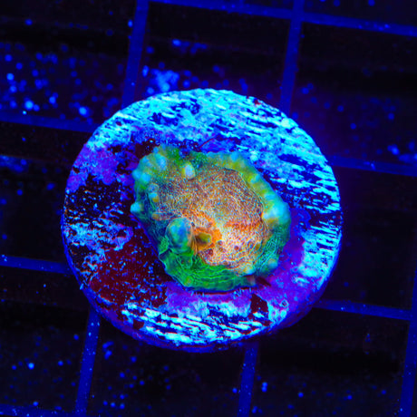 TSA Stop and Go Chalice Coral