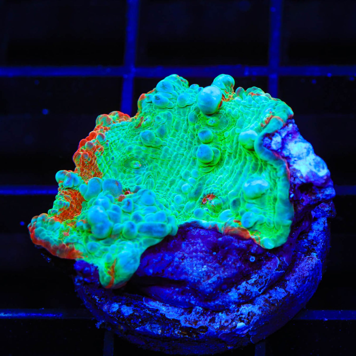TSA Stranger Things Chalice Coral