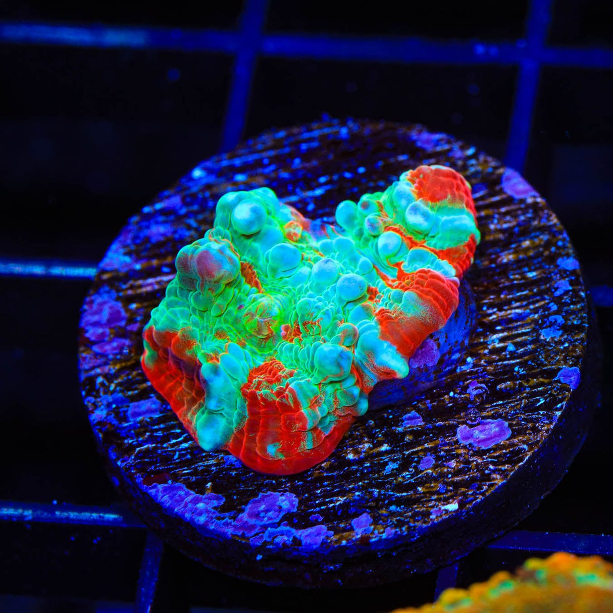 TSA Stranger Things Chalice Coral
