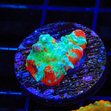 TSA Stranger Things Chalice Coral