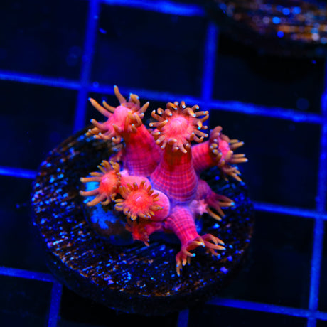 TSA Strawberries on Fire Goniopora Coral