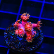 TSA Strawberries on Fire Goniopora Coral