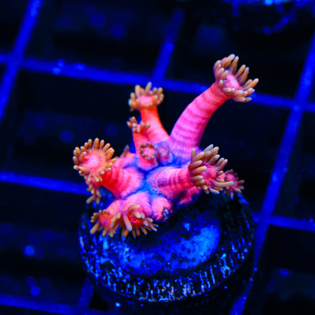 TSA Strawberries on Fire Goniopora Coral