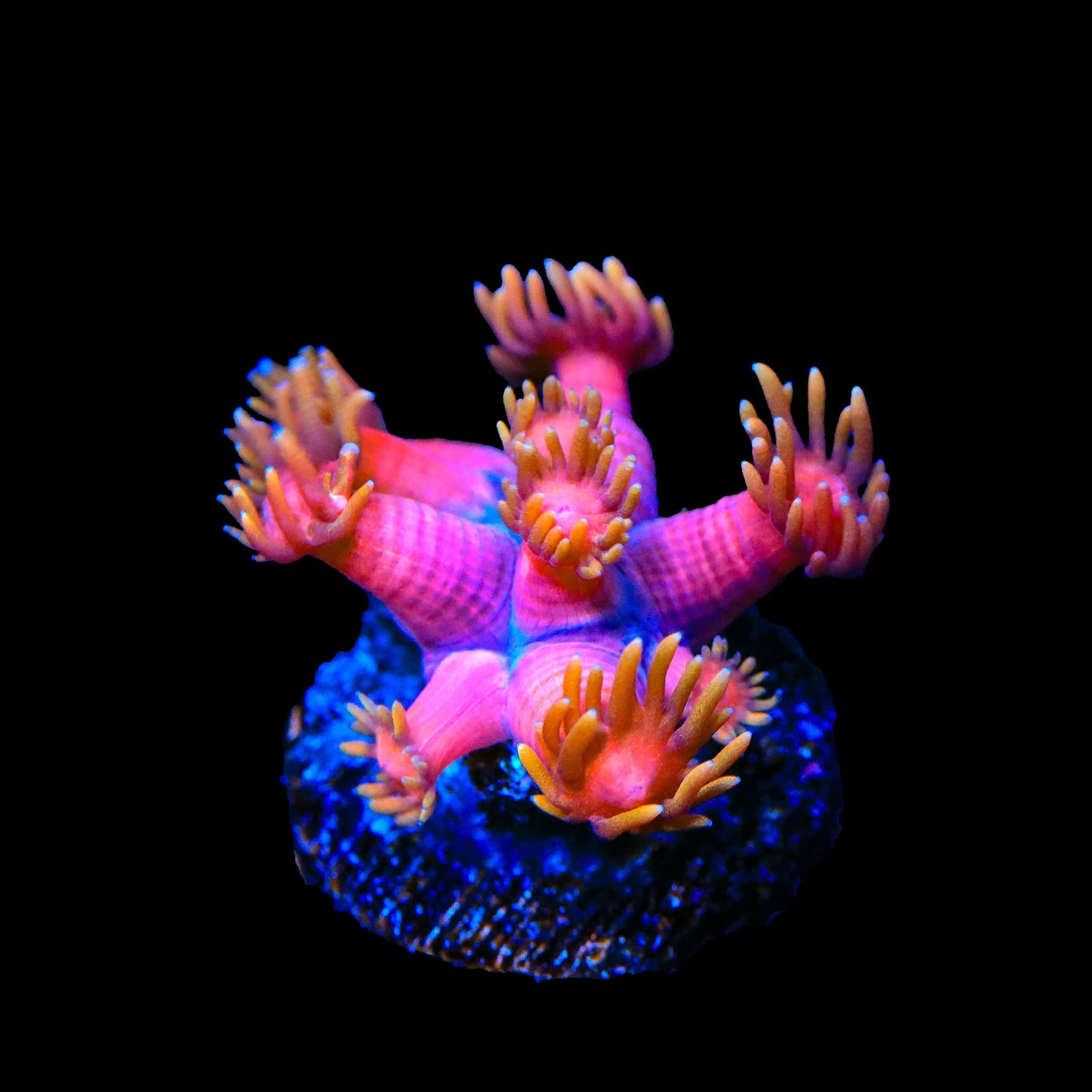 TSA Strawberries on Fire Goniopora Coral – Top Shelf Aquatics