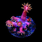 TSA Strawberries on Fire Goniopora Coral