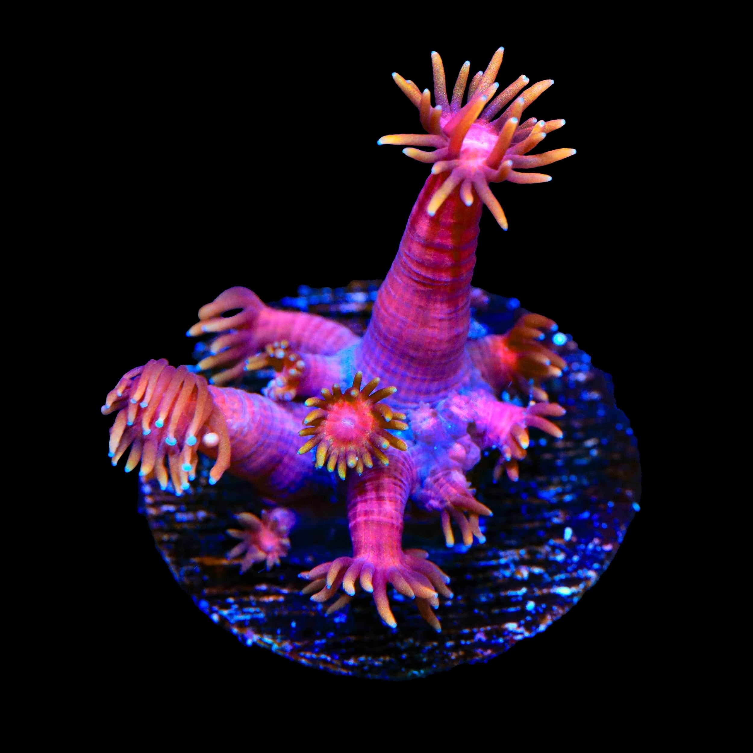 TSA Strawberries on Fire Goniopora Coral