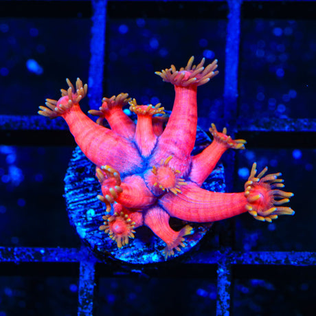 TSA Strawberries on Fire Goniopora Coral