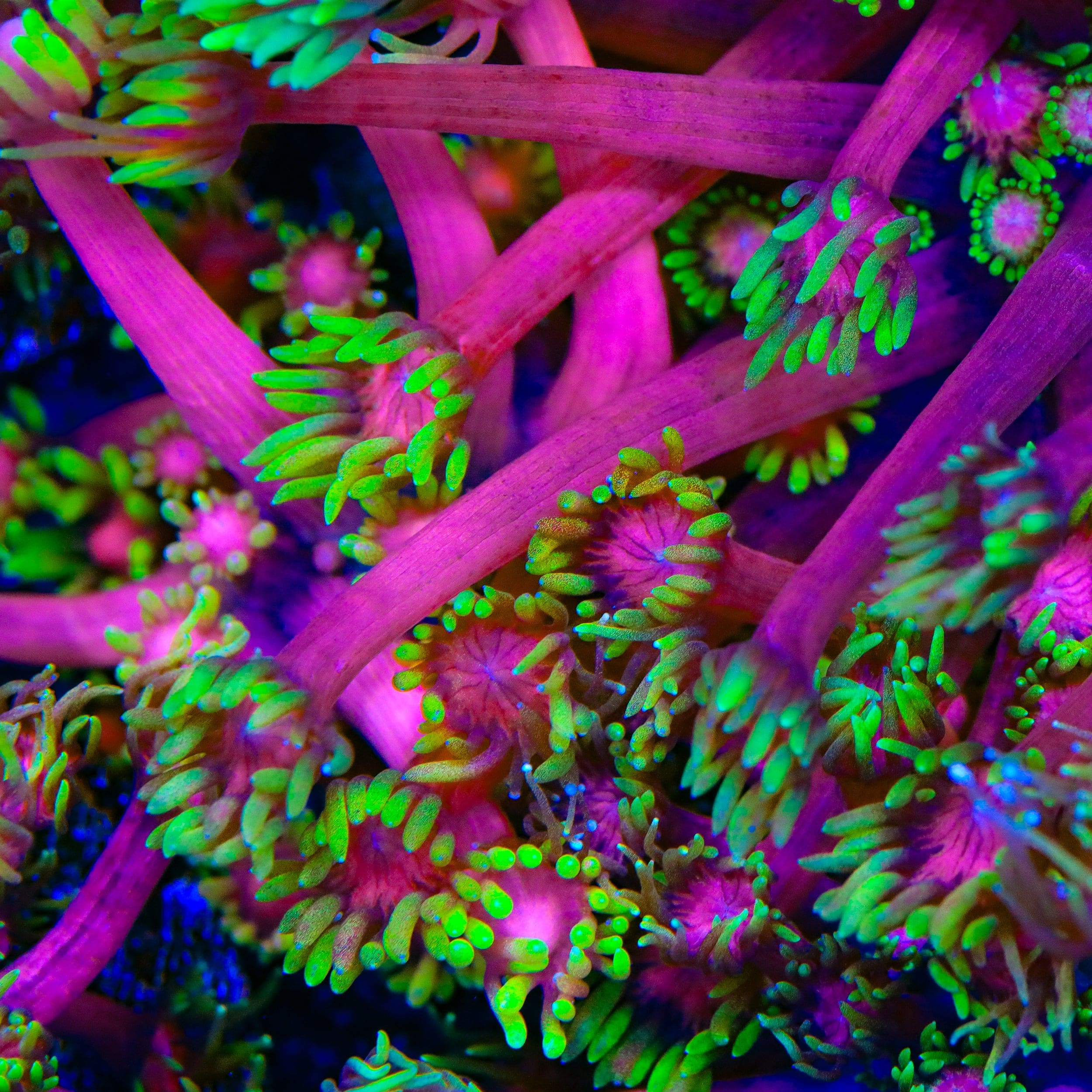 TSA Strawberries on Fire Goniopora Coral – Almost WYSIWYG – Top