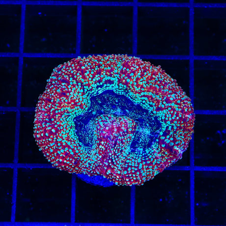 TSA Strawberry Bowerbankii Coral