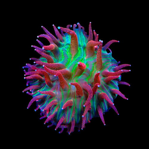 TSA Strawberry Ice Aquacultured Plate Coral