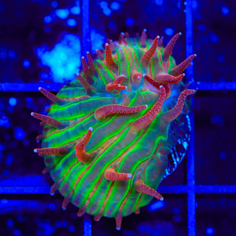 TSA Strawberry Ice Aquacultured Plate Coral