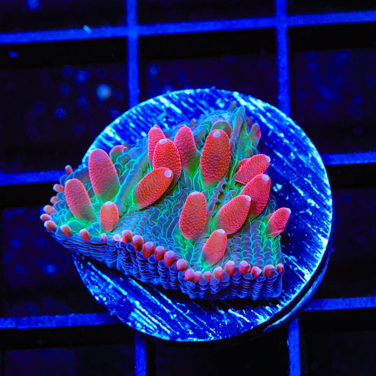 TSA Strawberry Ice Plate Coral