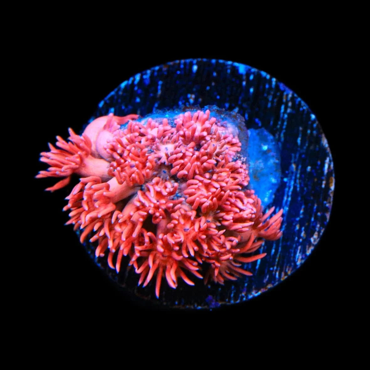 TSA Strawberry Jam Goniopora Coral