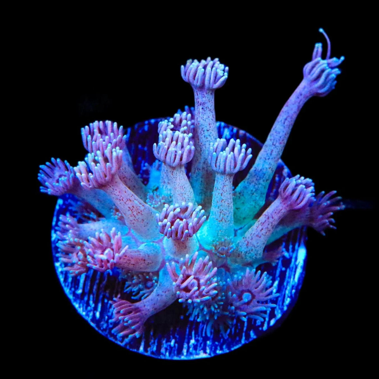 TSA Strawberry Kiwi Goniopora Coral