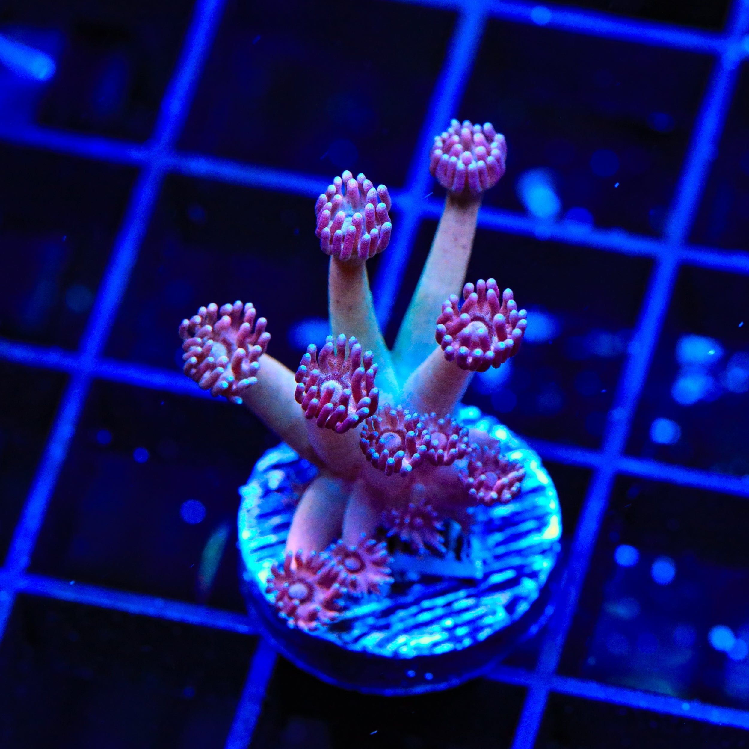 TSA Strawberry Kiwi Goniopora Coral – Top Shelf Aquatics