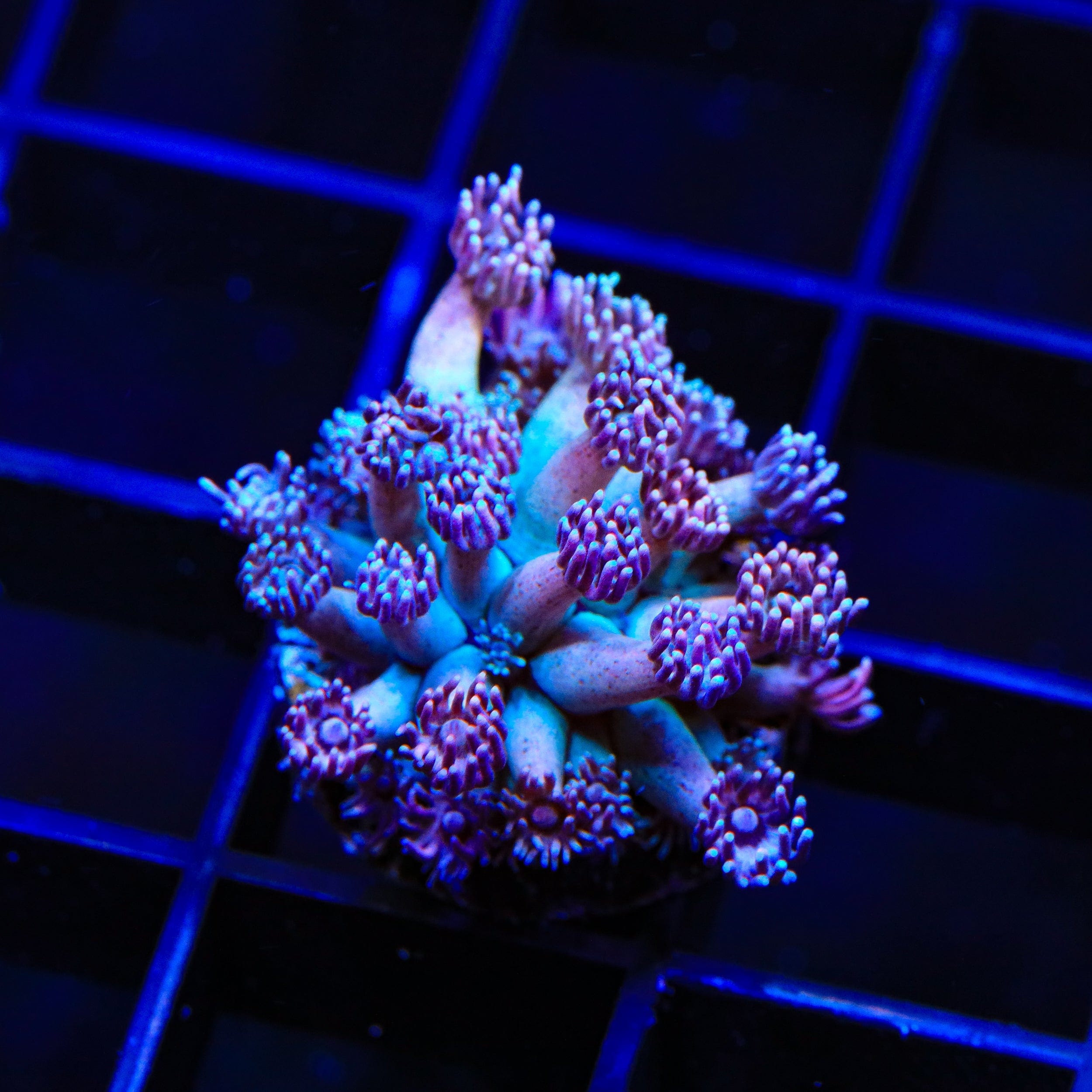 TSA Strawberry Kiwi Goniopora Coral – Top Shelf Aquatics
