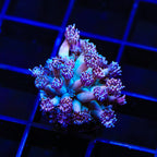 TSA Strawberry Kiwi Goniopora Coral