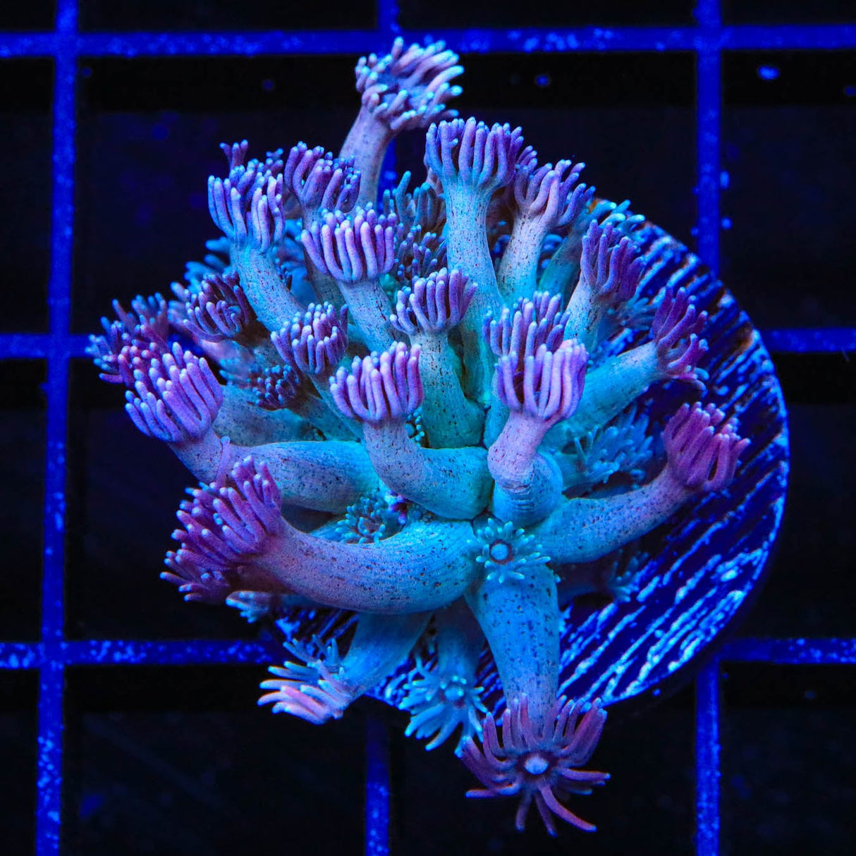 TSA Strawberry Kiwi Goniopora Coral