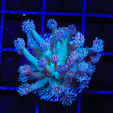 TSA Strawberry Kiwi Goniopora Coral