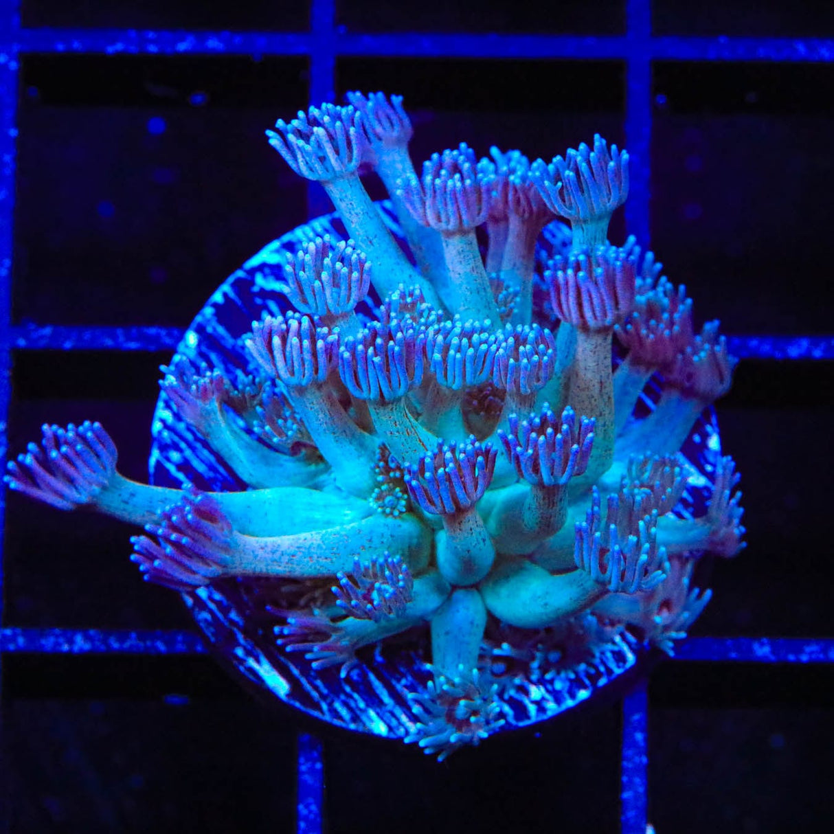 TSA Strawberry Kiwi Goniopora Coral