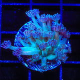 TSA Strawberry Kiwi Goniopora Coral