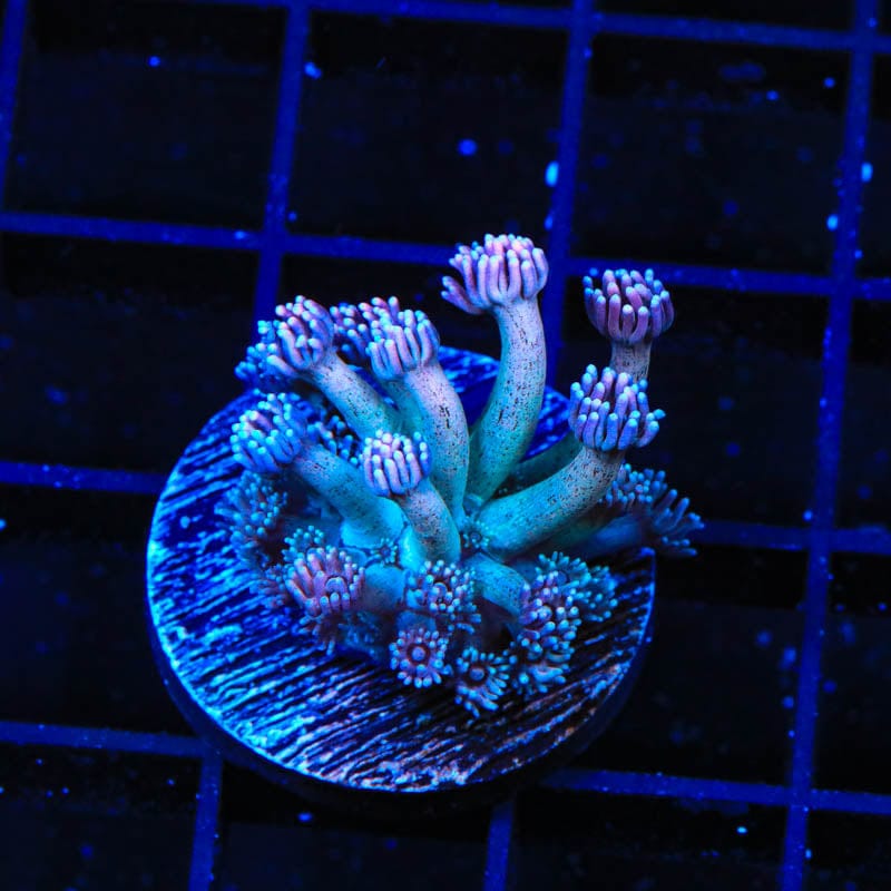 TSA Strawberry Kiwi Goniopora Coral