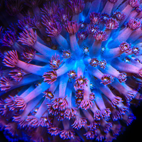 TSA Strawberry Kiwi Goniopora Coral
