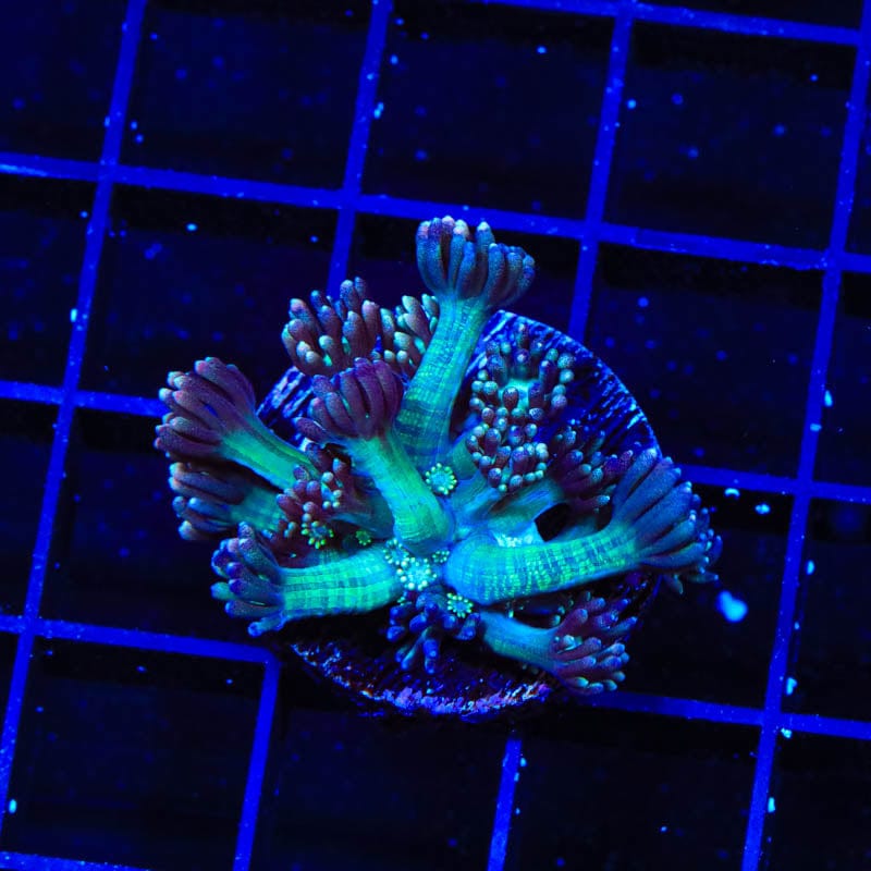 TSA Strawberry Limeade Goniopora Coral