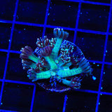 TSA Strawberry Limeade Goniopora Coral