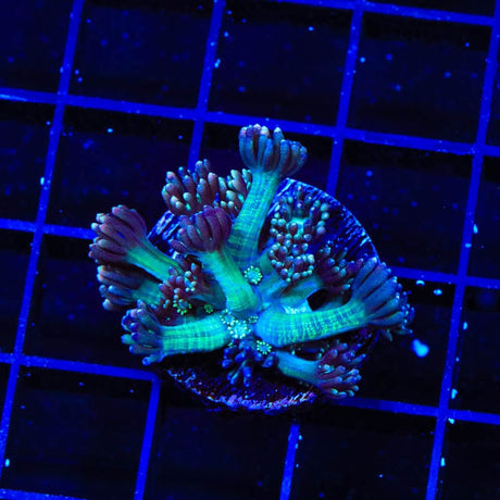 TSA Strawberry Limeade Goniopora Coral