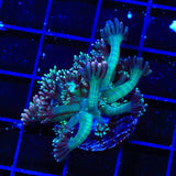 TSA Strawberry Limeade Goniopora Coral
