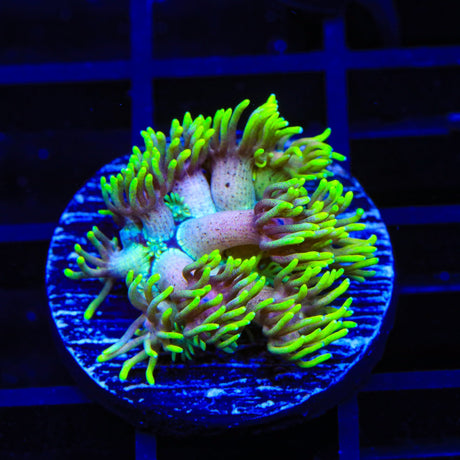 TSA Strawberry Mojito Goniopora Coral