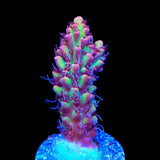 TSA Strawberry Shortcake Acropora Coral