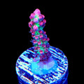 TSA Strawberry Shortcake Acropora Coral