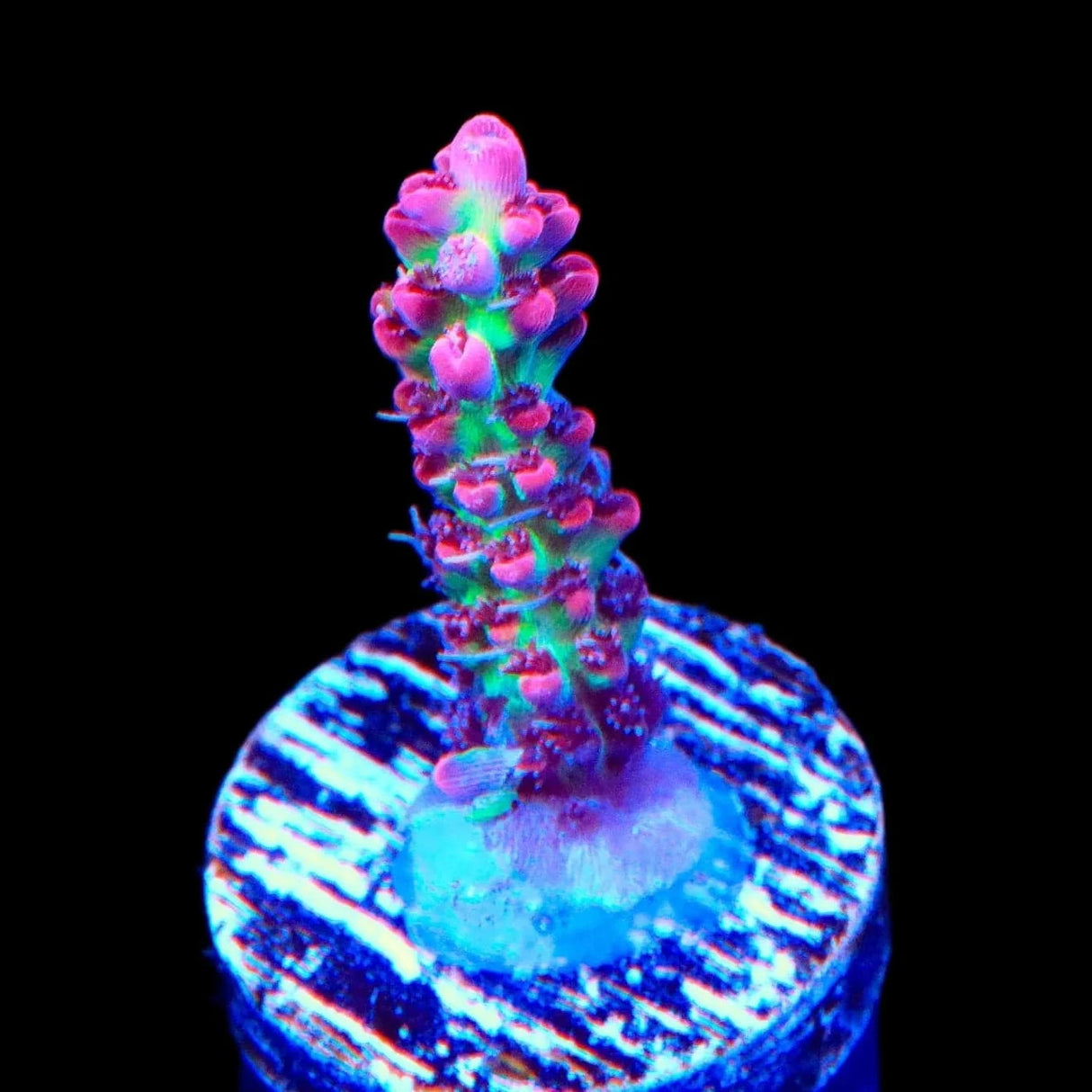 TSA Strawberry Shortcake Acropora Coral