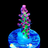 TSA Strawberry Shortcake Acropora Coral