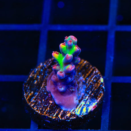 TSA Strawberry Shortcake Acropora Coral