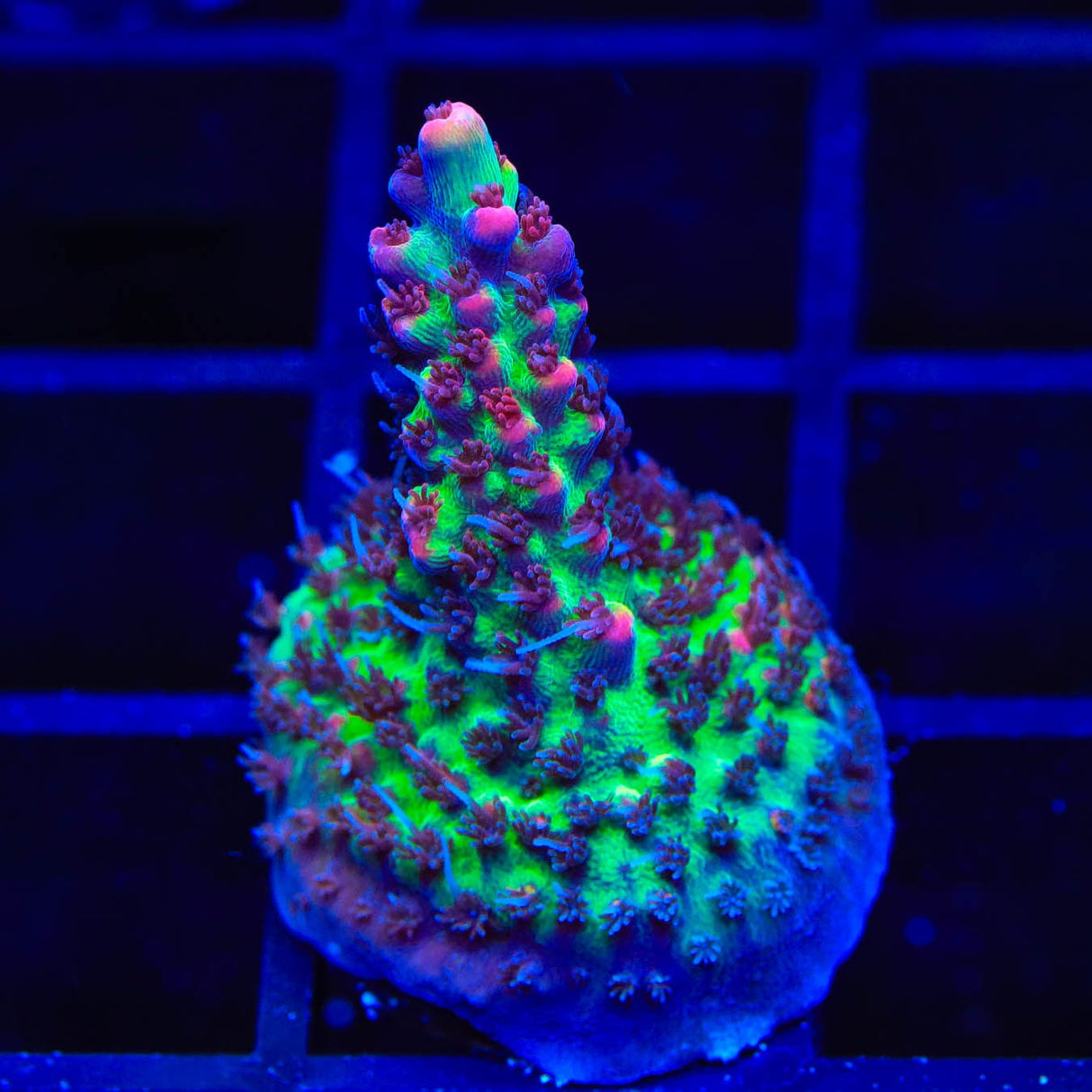 TSA Strawberry Shortcake Acropora Coral