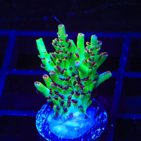 TSA Strawberry Shortcake Acropora Coral