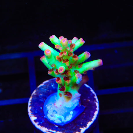TSA Strawberry Shortcake Acropora Coral