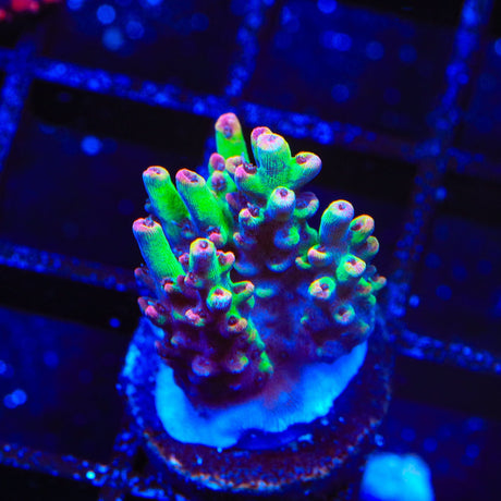 TSA Strawberry Shortcake Acropora Coral