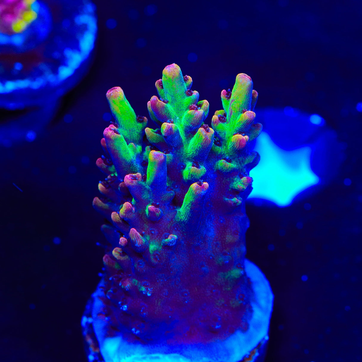 TSA Strawberry Shortcake Acropora Coral