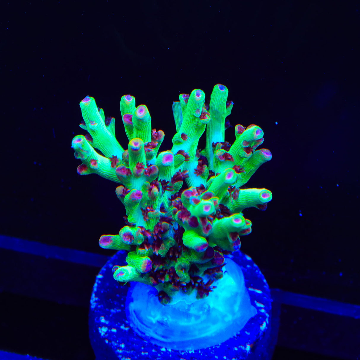 TSA Strawberry Shortcake Acropora Coral