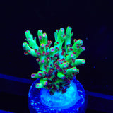 TSA Strawberry Shortcake Acropora Coral