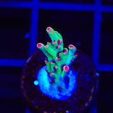 TSA Strawberry Shortcake Acropora Coral