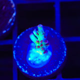 TSA Strawberry Shortcake Acropora Coral