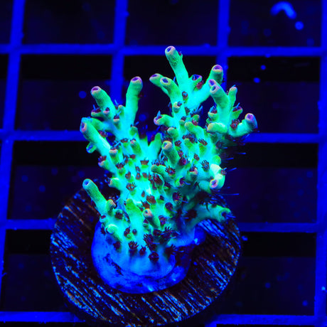 TSA Strawberry Shortcake Acropora XL Frag Coral