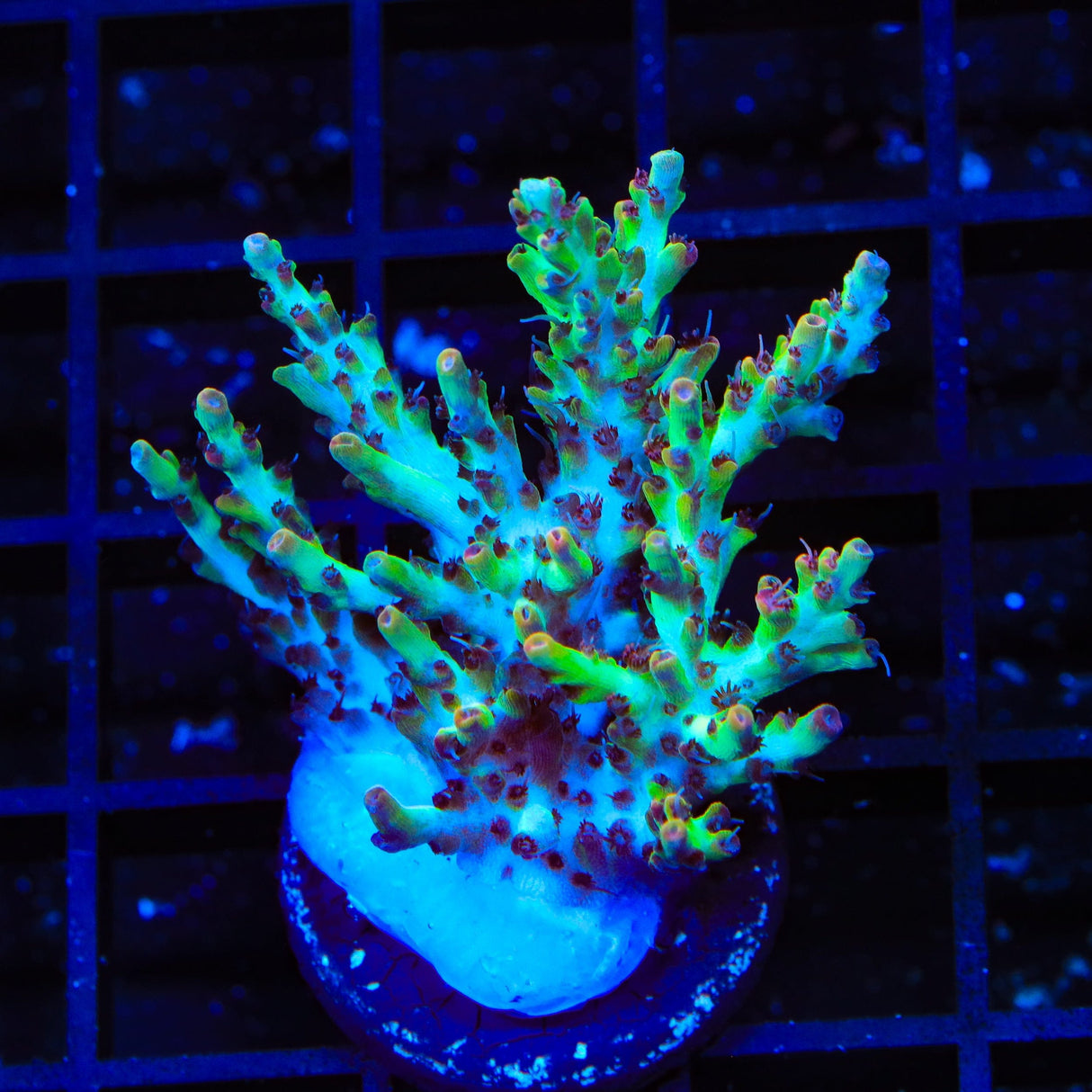 TSA Strawberry Shortcake Acropora XL Frag Coral