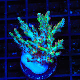 TSA Strawberry Shortcake Acropora XL Frag Coral
